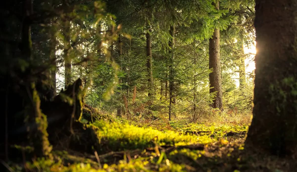 Une forêt au lever du soleil